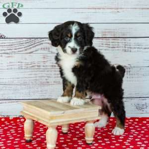 Benji, Bernedoodle Puppy